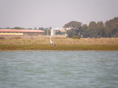 Ardea cinerea
