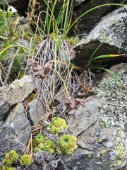 Sempervivum caucasicum