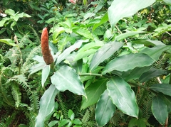 Costus