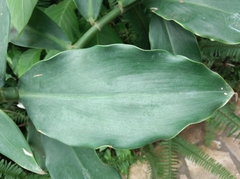 Costus
