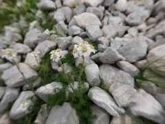 Achillea erba-rotta