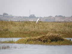 Egretta garzetta