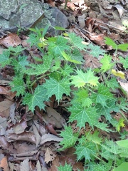 Cnidoscolus angustidens