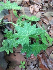 Cnidoscolus angustidens