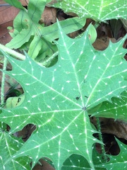 Cnidoscolus angustidens