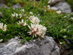 Trifolium thalii