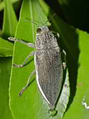 Scaptelytra aliena