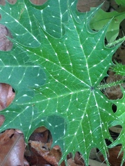 Cnidoscolus angustidens