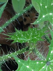 Cnidoscolus angustidens