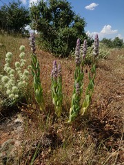 Nepeta tuberosa