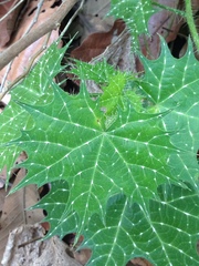 Cnidoscolus angustidens