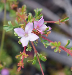 Boronia microphylla