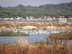 Phoenicopterus roseus