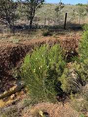 Melaleuca armillaris armillaris