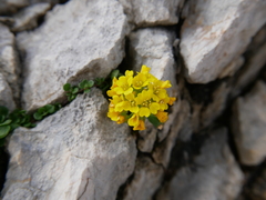 Alyssum wulfenianum ovirense