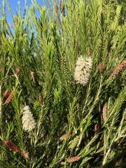 Melaleuca armillaris armillaris
