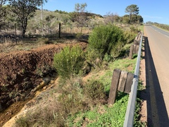 Melaleuca armillaris armillaris