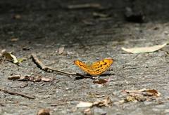 Abrota ganga formosana