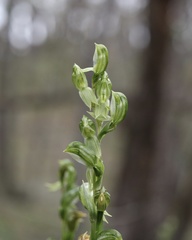 Pterostylis smaragdyna