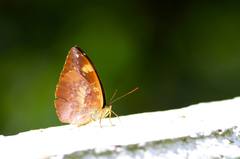 Abrota ganga formosana