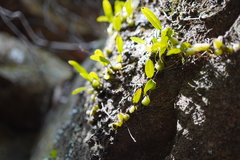 Bulbophyllum exiguum