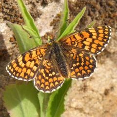 Melitaea deione