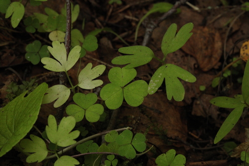 Muskusinis ūksminas nuotrauka