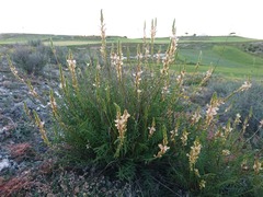 Onobrychis saxatilis