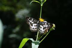 Abraximorpha davidii