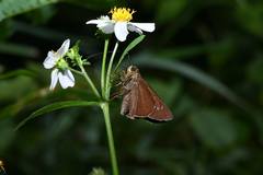 Caltoris cahira austeni