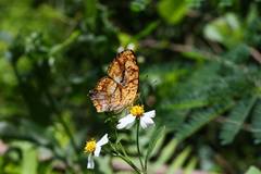 Symbrenthia lilaea formosanus