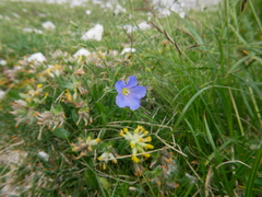 Linum julicum