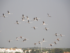 Phoenicopterus roseus