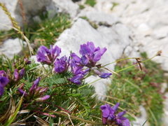 Oxytropis montana