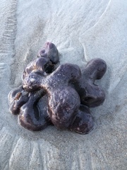 Aplidium stellatum