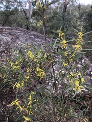 Acacia longifolia longifolia