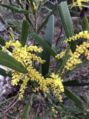 Acacia longifolia longifolia