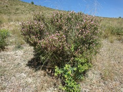 Ononis tridentata