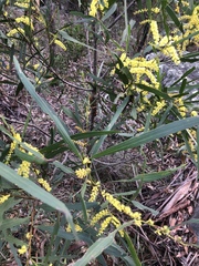 Acacia longifolia longifolia