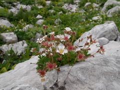Potentilla clusiana