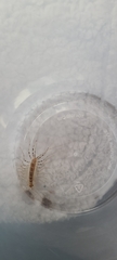 Scutigera coleoptrata