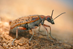 Australytta spilotella