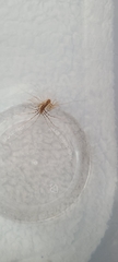 Scutigera coleoptrata