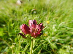 Gentiana pannonica