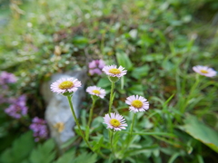 Erigeron glabratus