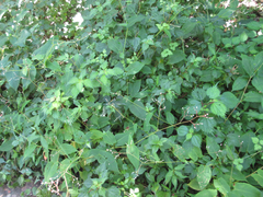 Persicaria dissitiflora