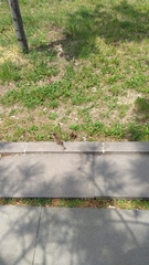 Passer domesticus