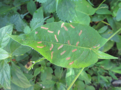 Persicaria dissitiflora