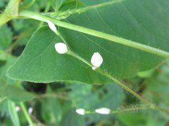 Persicaria dissitiflora