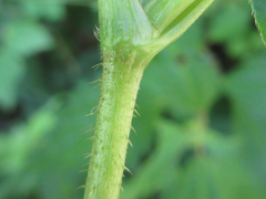 Persicaria dissitiflora